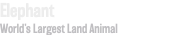 Elephant World’s Largest Land Animal